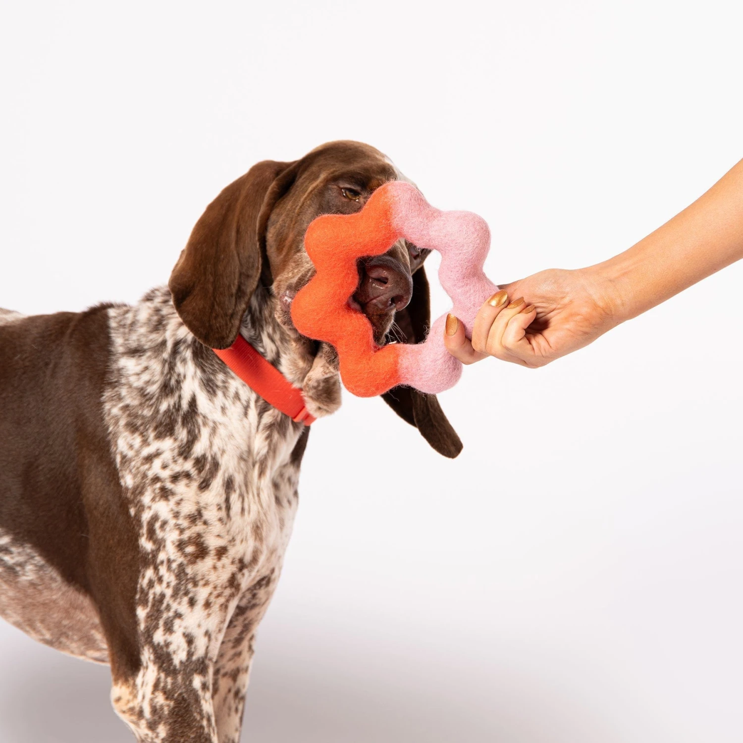 Wiggle Ring Felt Dog Toy - Image 4