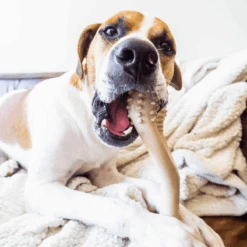 All Natural Dog Bone - Eco Friendly Dog Toy - Non-Splintering, Nylon Free