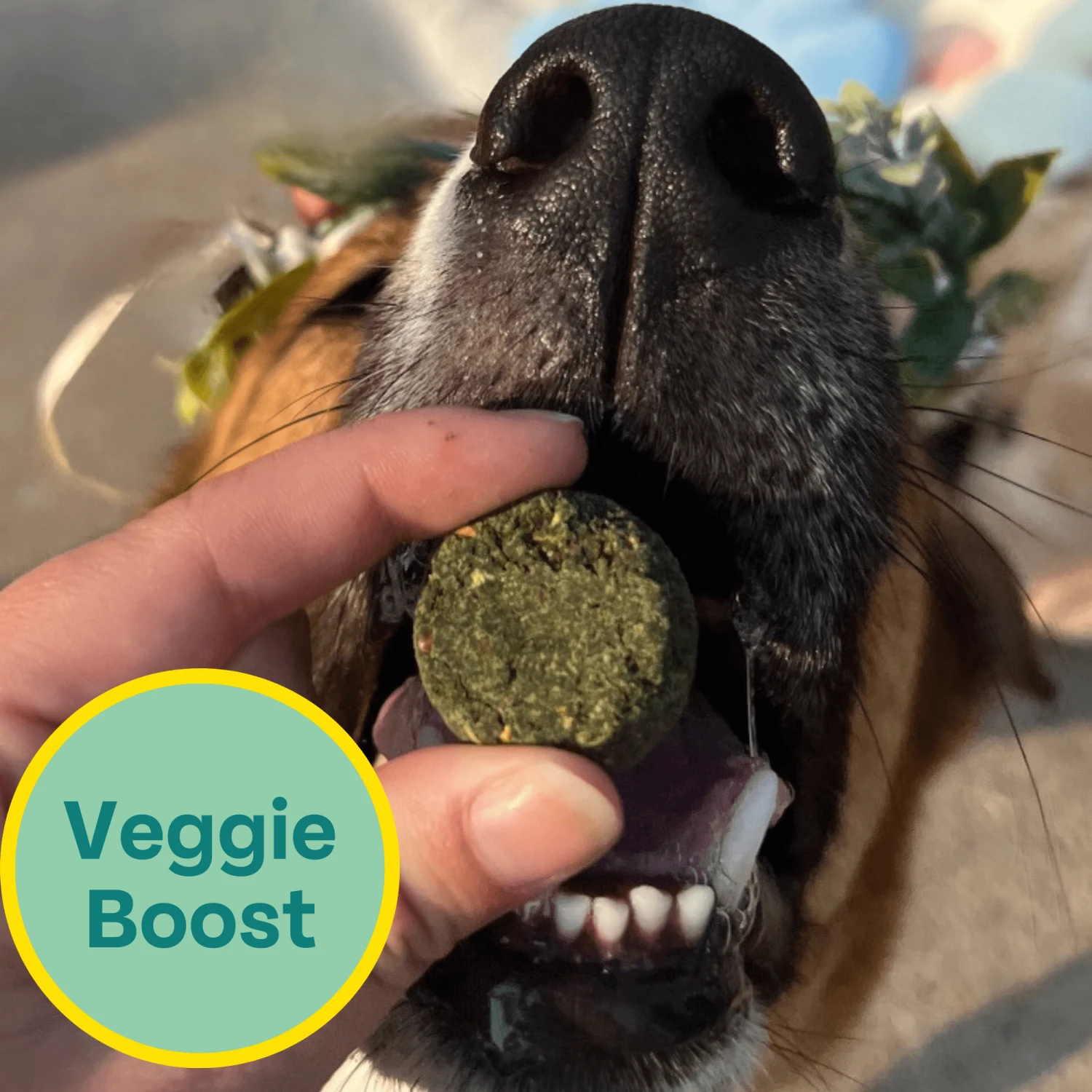 Veggie Dailies: Kale, Carrot, Spirulina- 2 Pack - Image 3