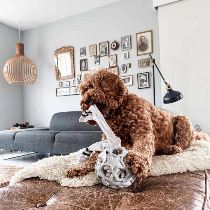 Hevea Enrichment & Fetch Dog Toy