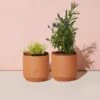 Tiny Terracotta Planter Kit